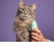 Kart na vyesvn koi srsti Pet Teezer Cat Grooming Brush - mentolov